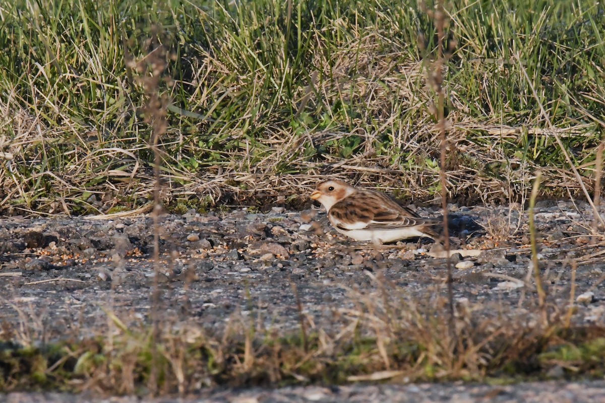 Alaca Çinte - ML645724903