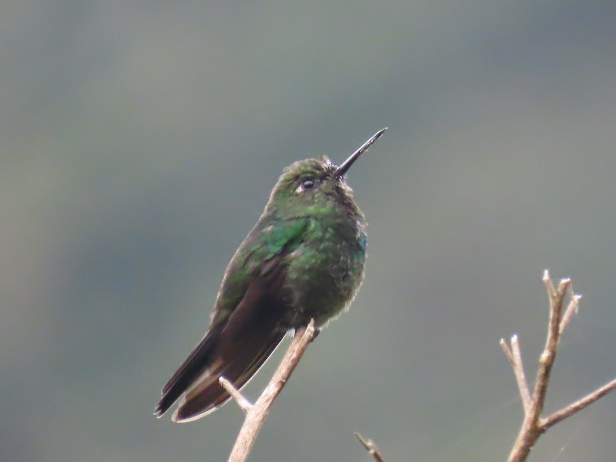 kolibřík drobný - ML645724905