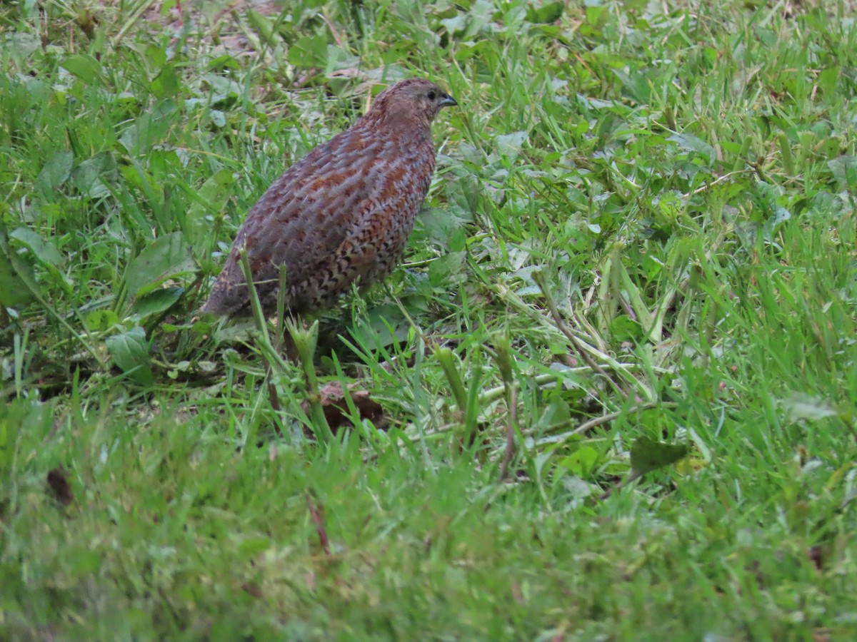 Brown Quail - ML645724907