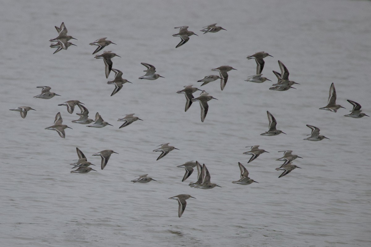 Dunlin - ML645724908