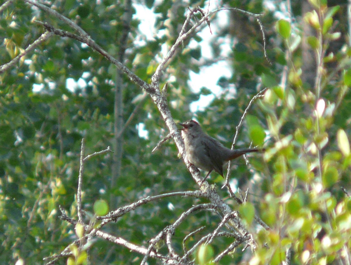 Pájaro Gato Gris - ML64572491