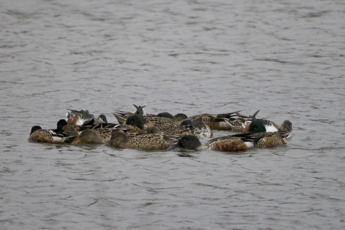 Northern Shoveler - ML645724912