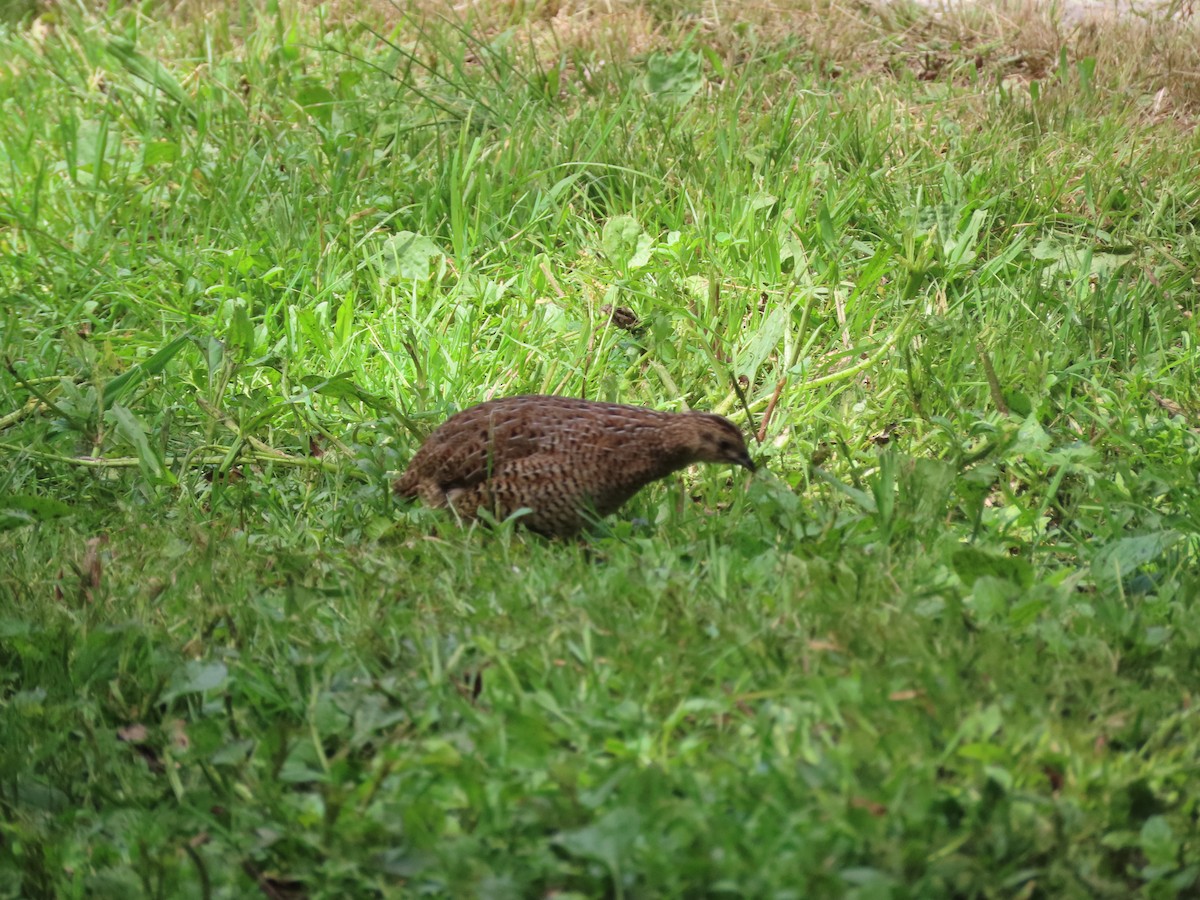 Brown Quail - ML645724922