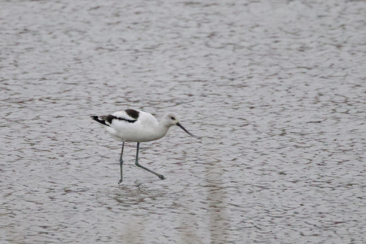 American Avocet - ML645724929