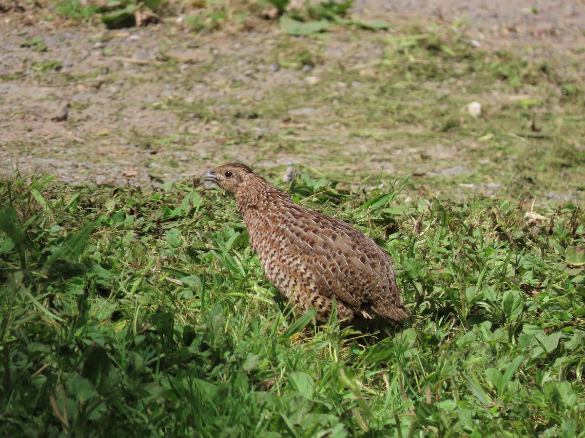 Brown Quail - ML645724932