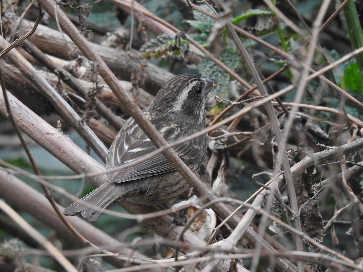 Spot-winged Rosefinch - ML645724934