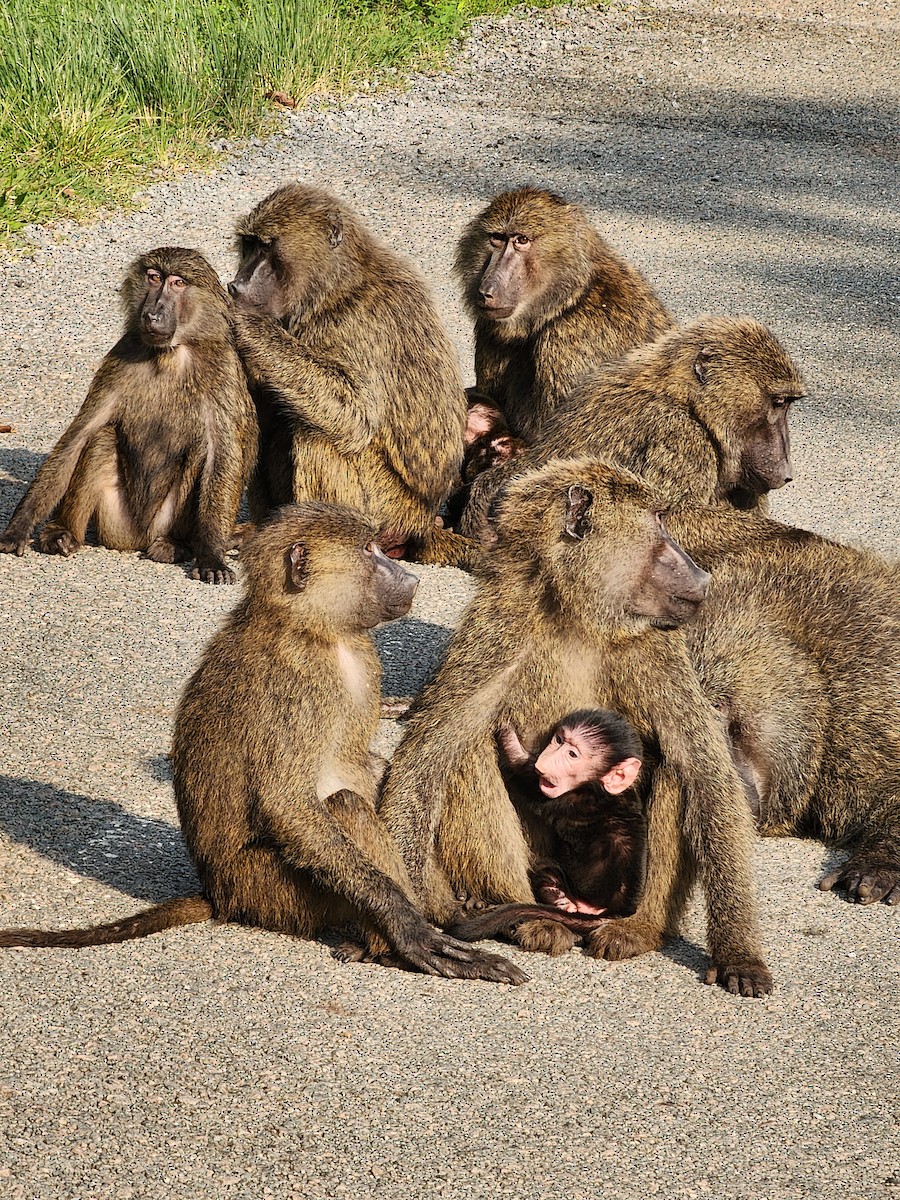 Olive Baboon - ML645724936