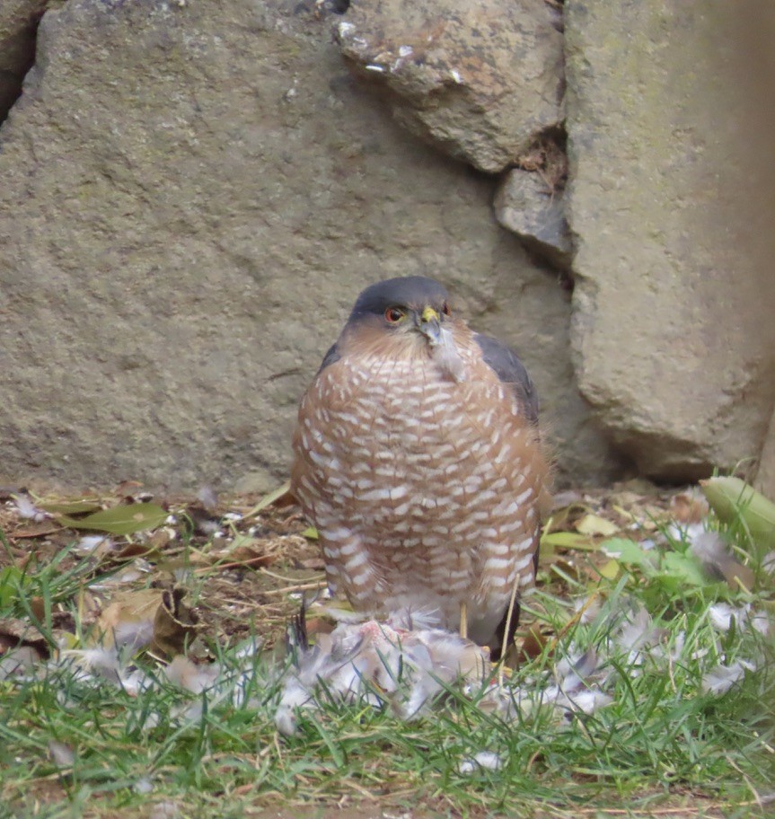 Sharp-shinned Hawk - ML645724939