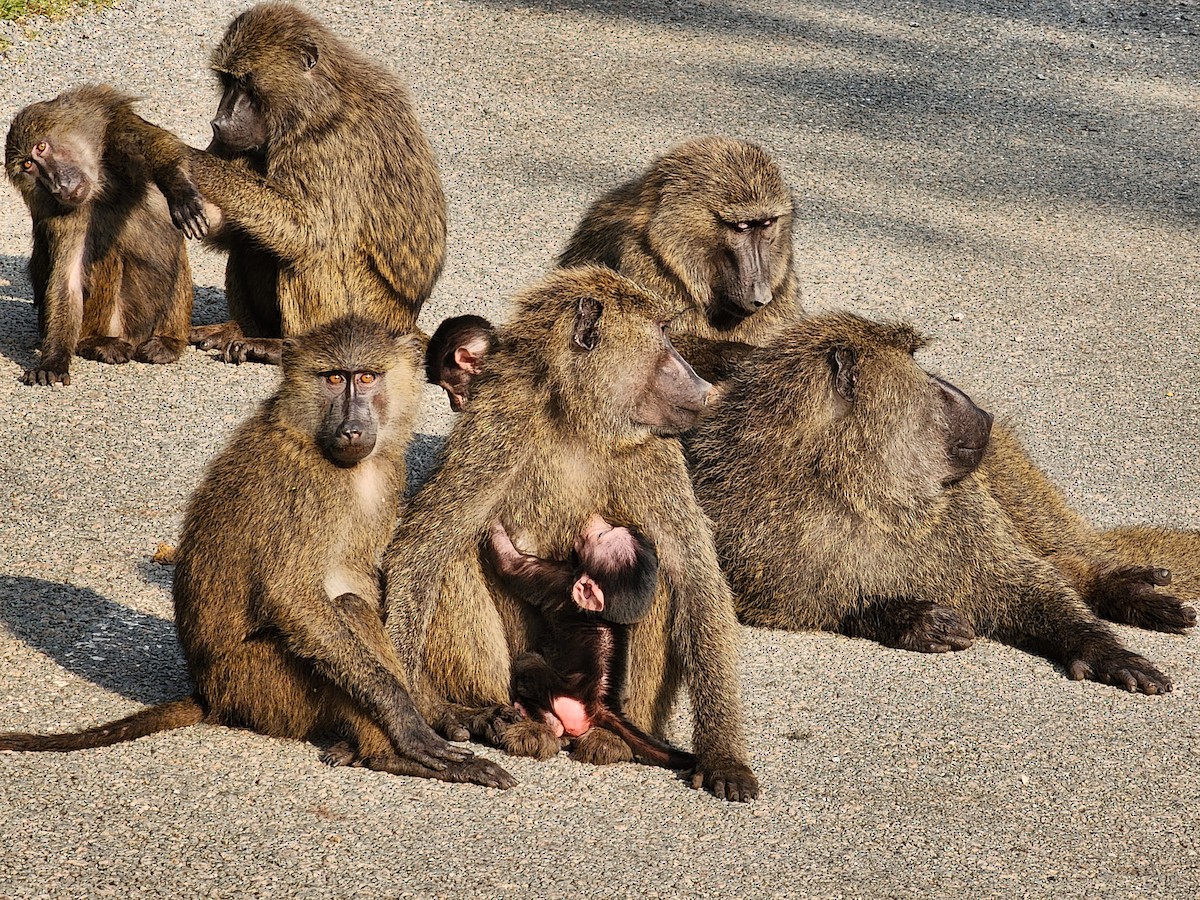 Olive Baboon - ML645724940