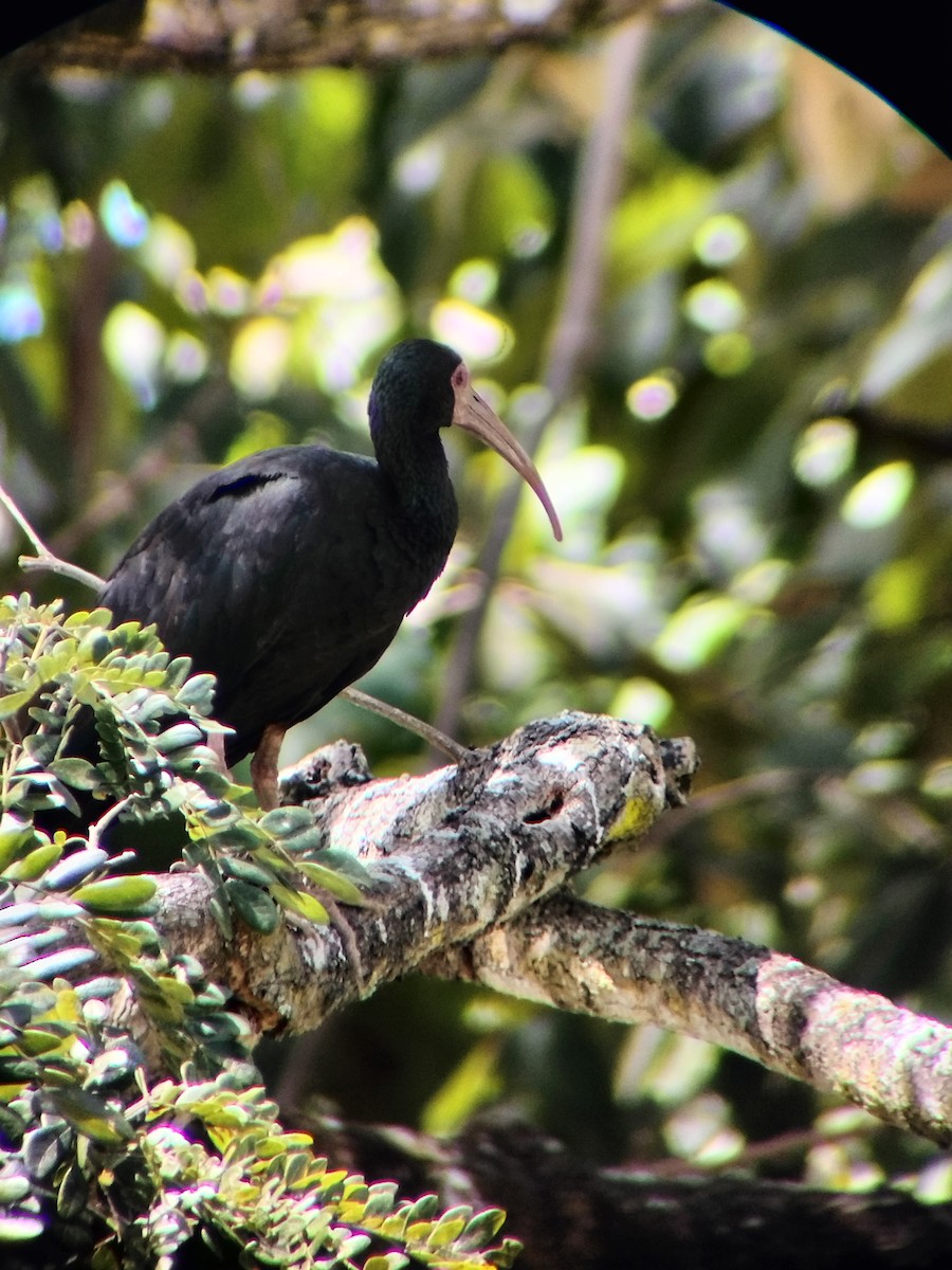Bare-faced Ibis - ML645724945