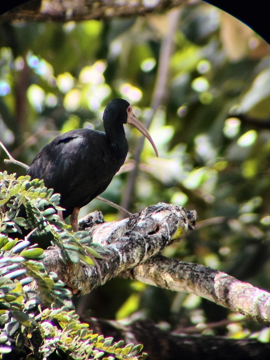 Bare-faced Ibis - ML645724946