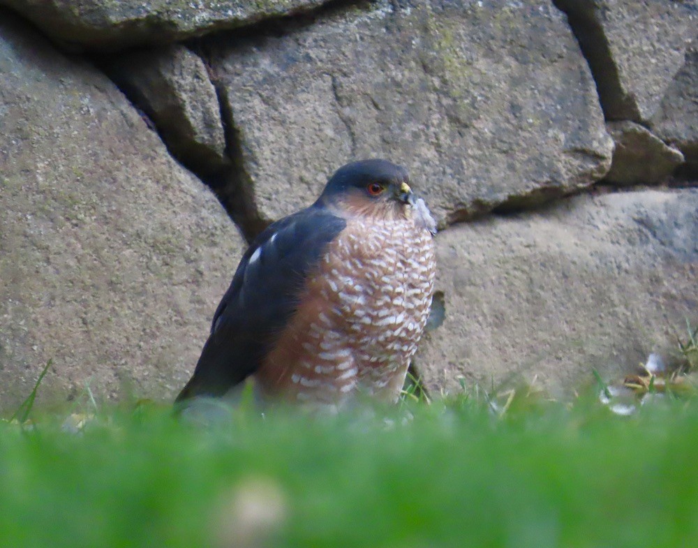 Sharp-shinned Hawk - ML645724948