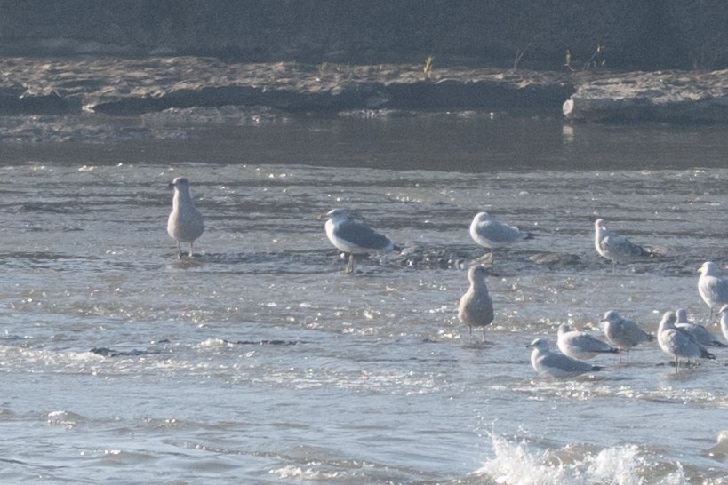 Larus, unbestimmt - ML645724952