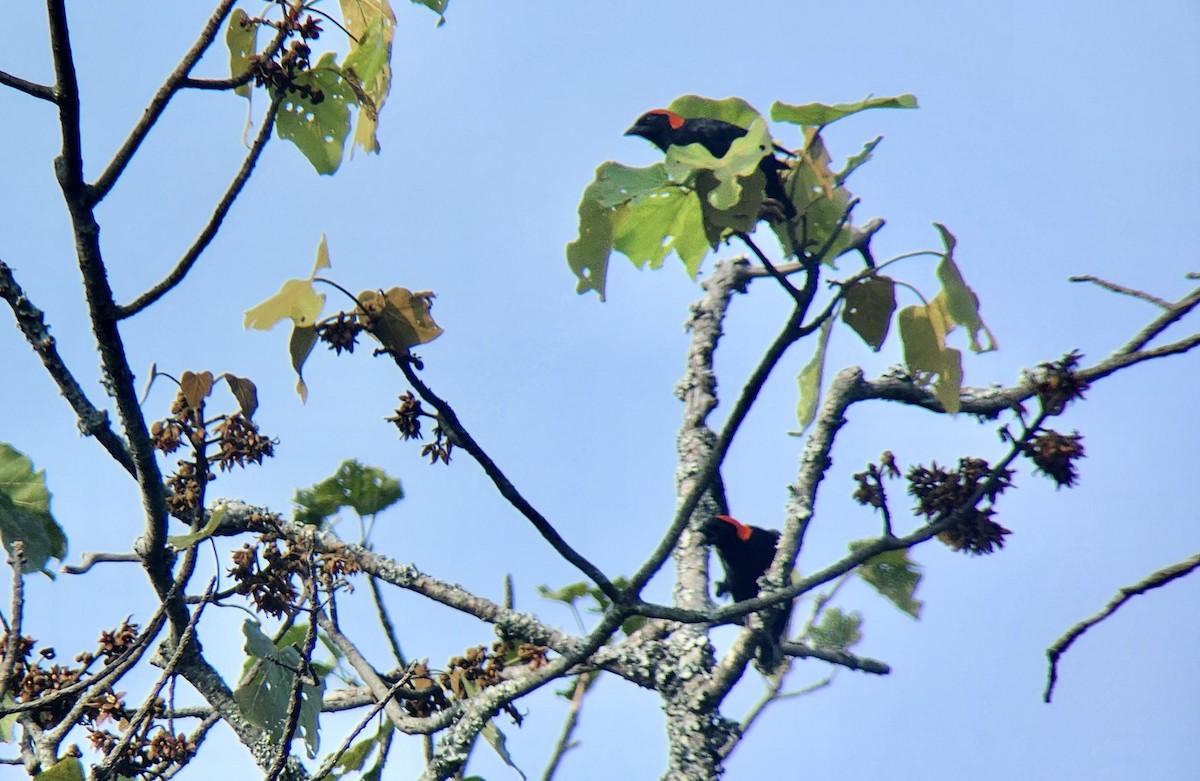 Red-headed Malimbe - ML645724954