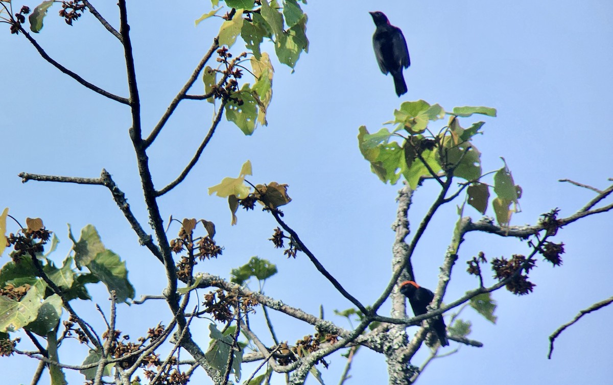 Red-headed Malimbe - ML645724955