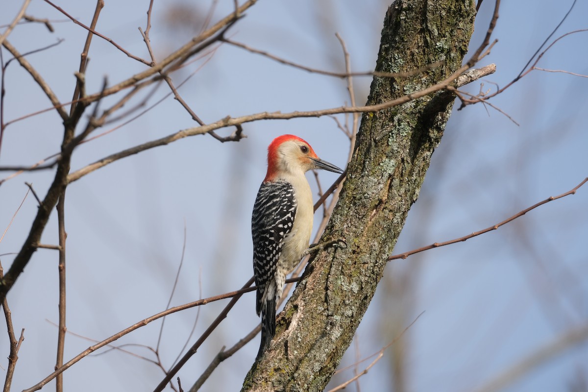 datel karolínský - ML645724957