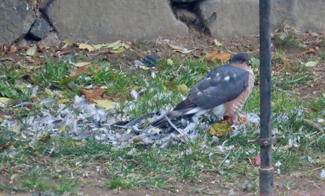 Sharp-shinned Hawk - ML645724963