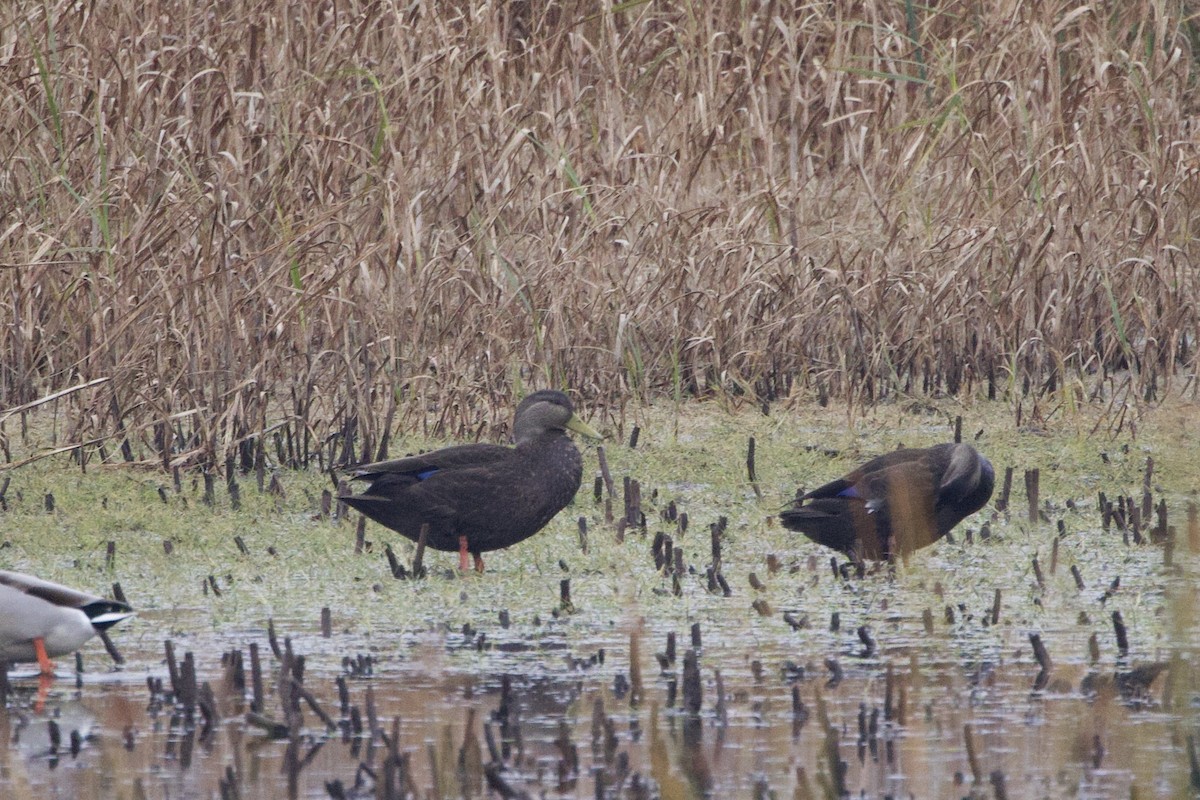 American Black Duck - ML645724964