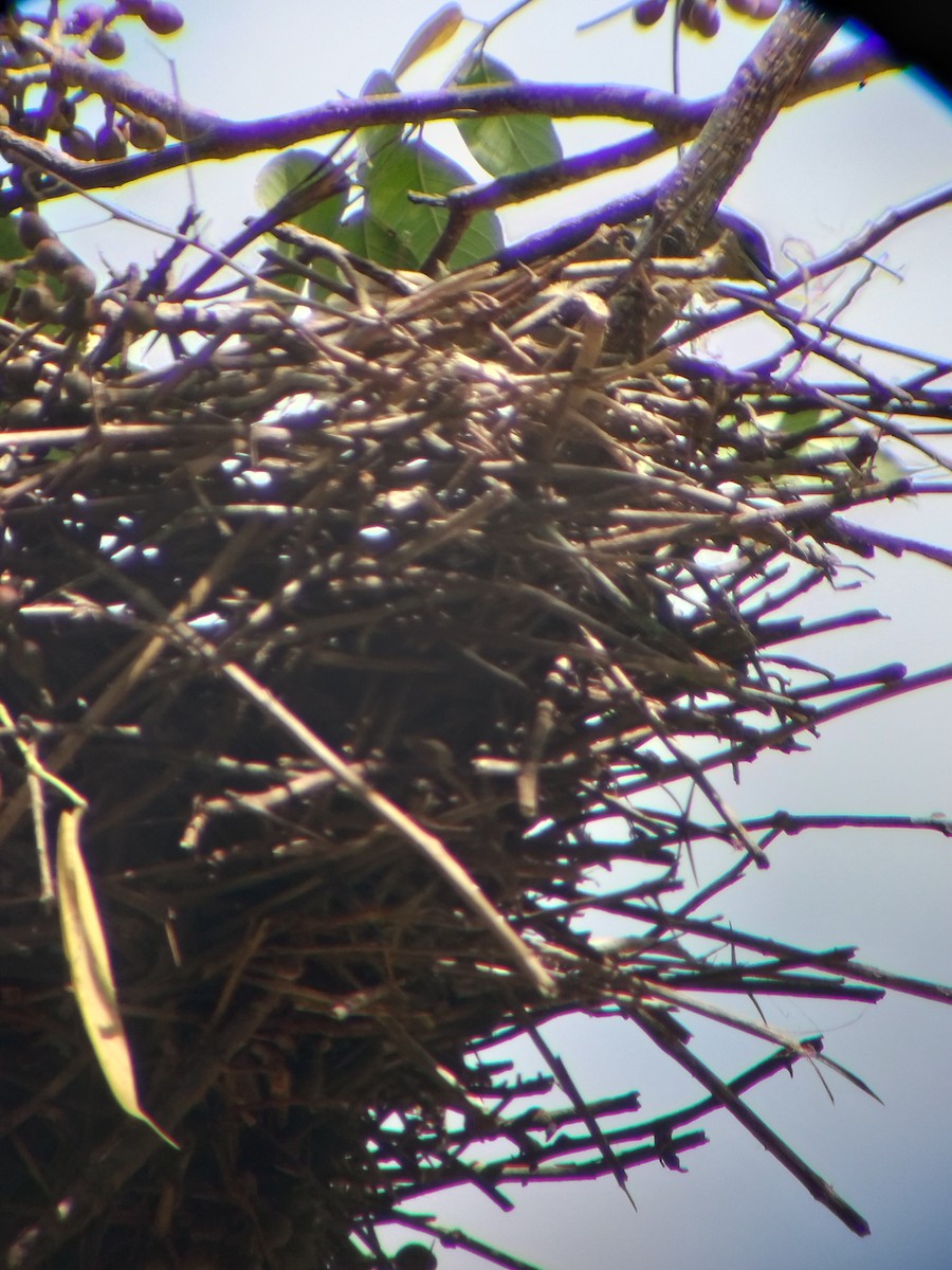 Plain Thornbird - ML645724966