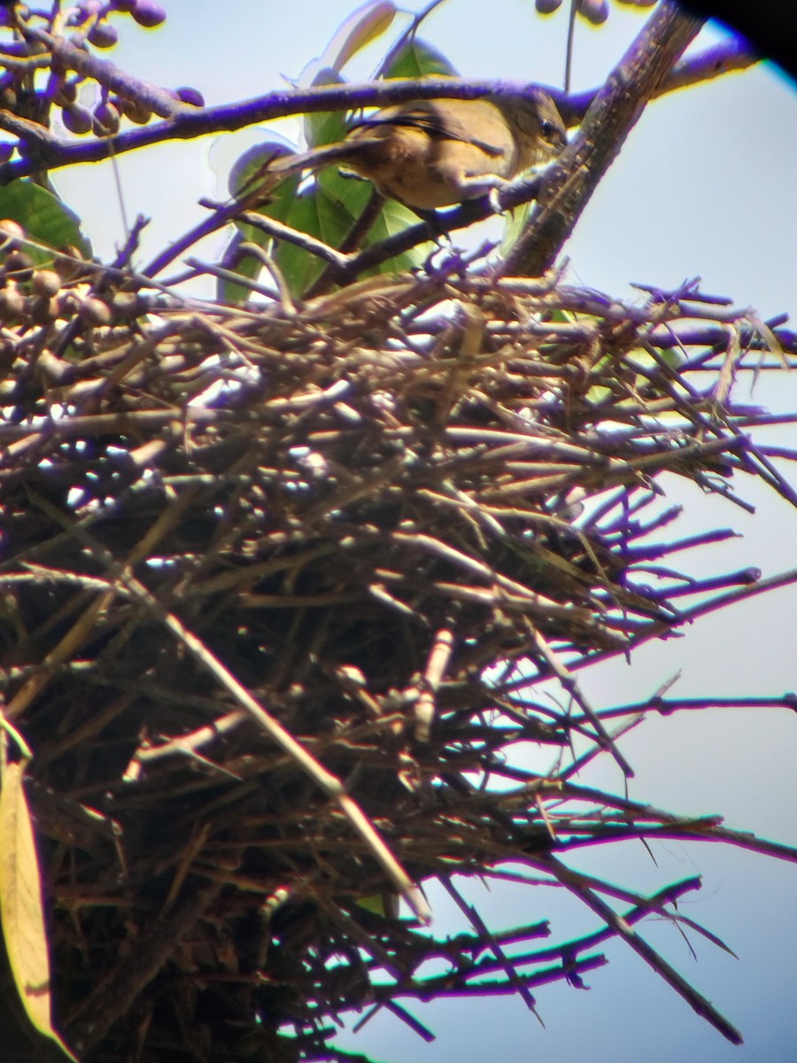 Plain Thornbird - ML645724967