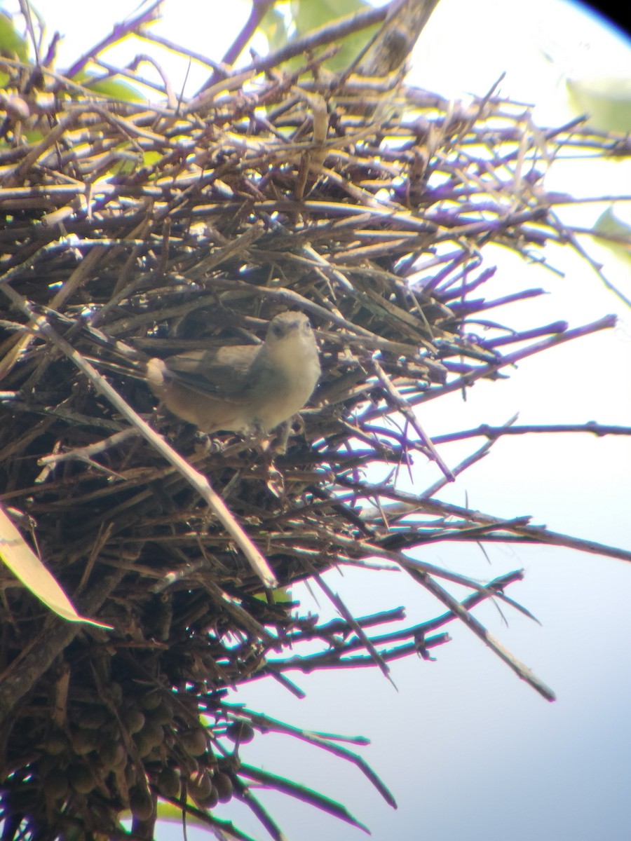 Plain Thornbird - ML645724968