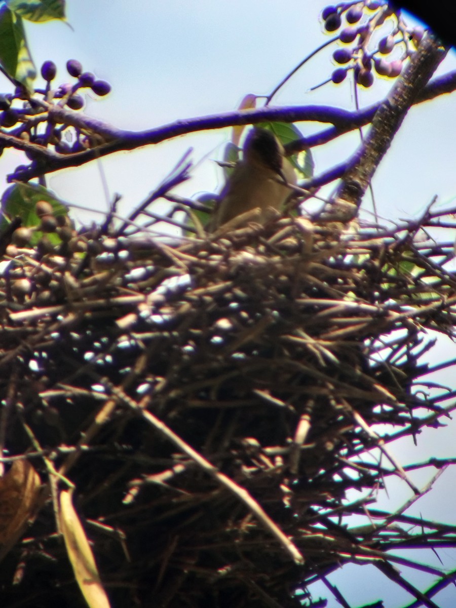 Plain Thornbird - ML645724970