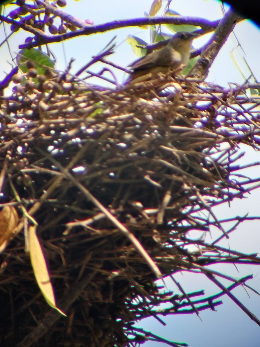 Plain Thornbird - ML645724971