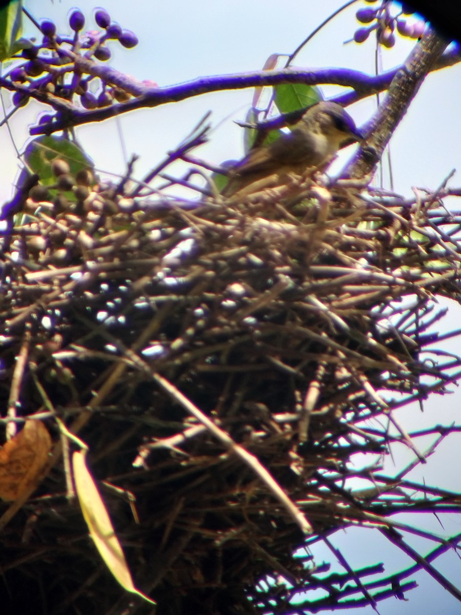 Plain Thornbird - ML645724972