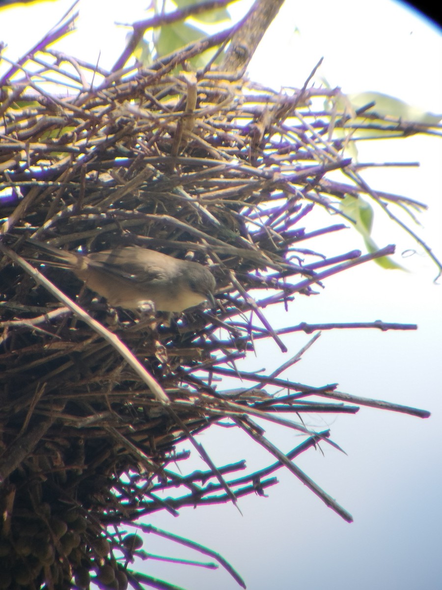 Plain Thornbird - ML645724973