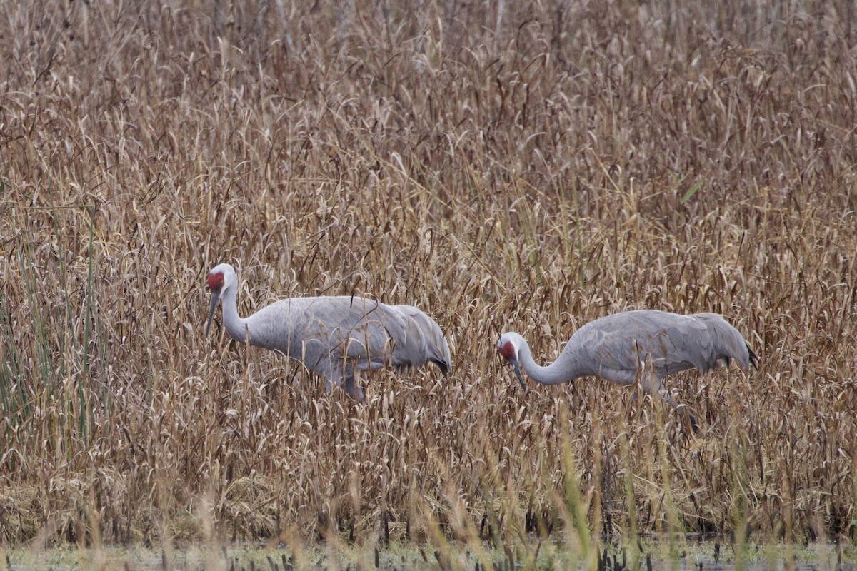 Sandhill Crane - ML645724975