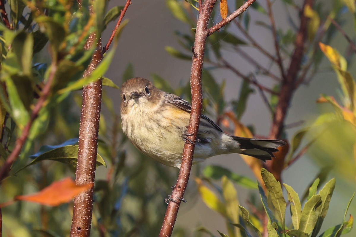 キヅタアメリカムシクイ（coronata） - ML645724976
