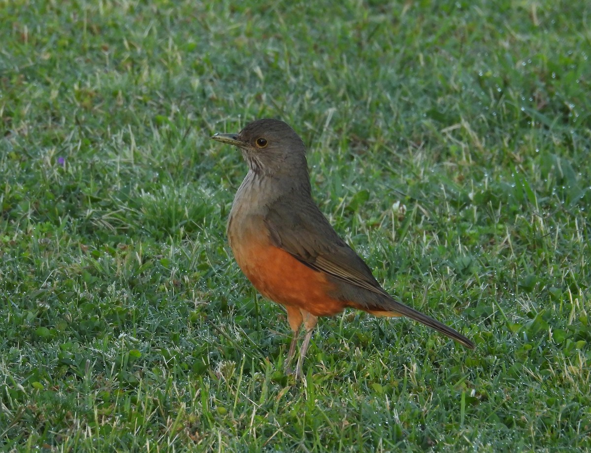 ナンベイコマツグミ - ML645724978