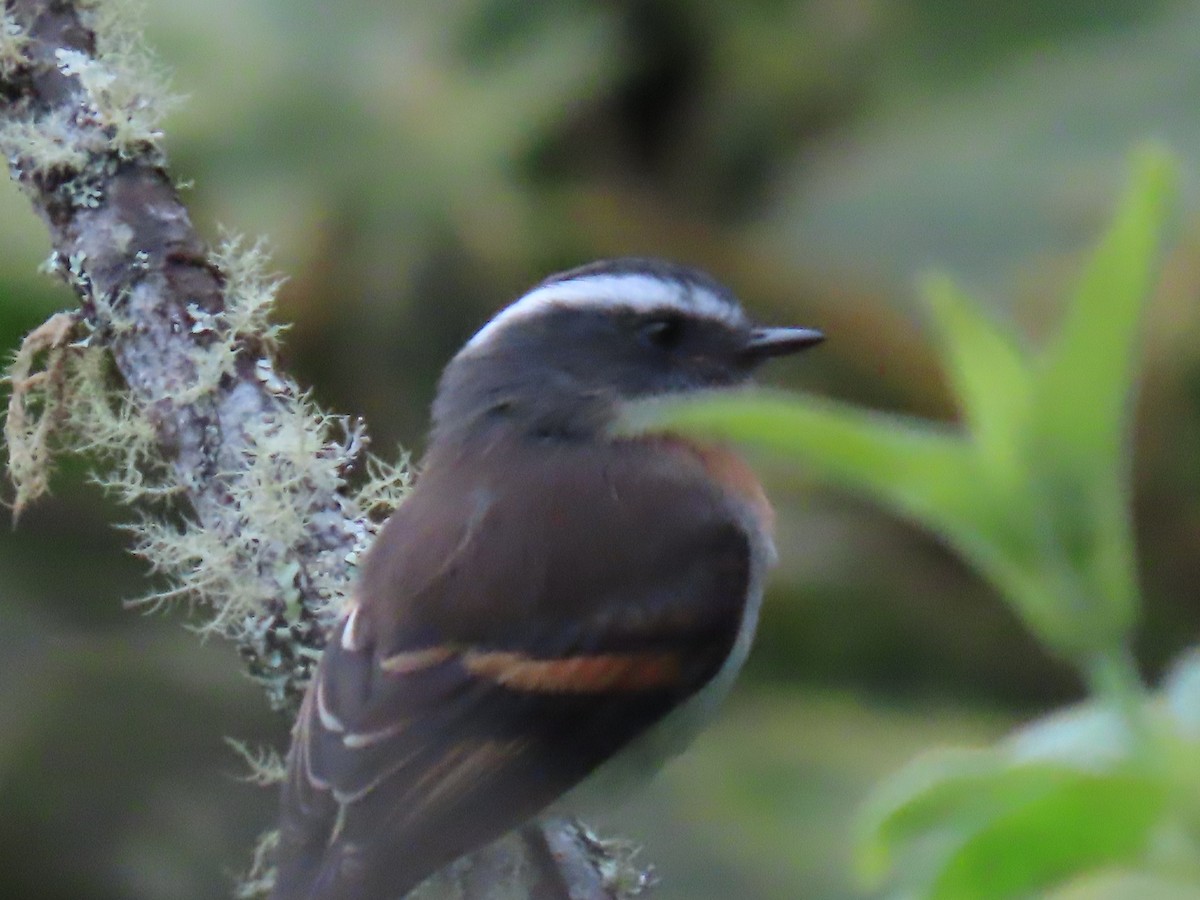 ムネアカヒタキタイランチョウ - ML645724981