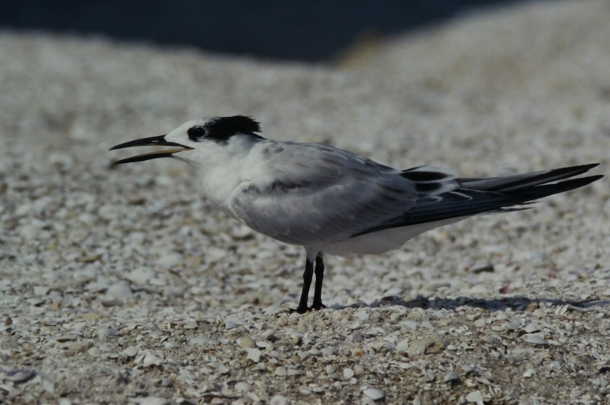 サンドイッチアジサシ - ML645724985