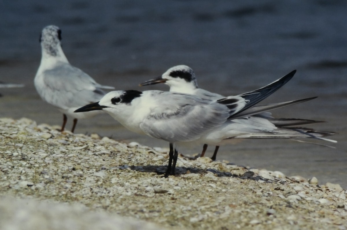 サンドイッチアジサシ - ML645724986