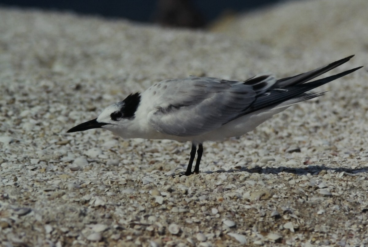 サンドイッチアジサシ - ML645724987