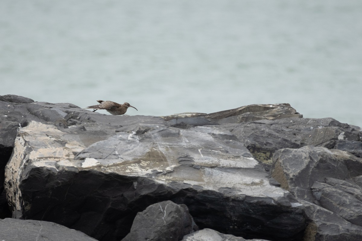 チュウシャクシギ - ML645724988