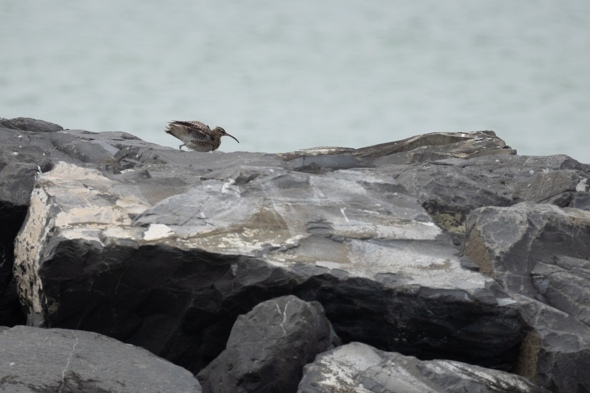 チュウシャクシギ - ML645724989