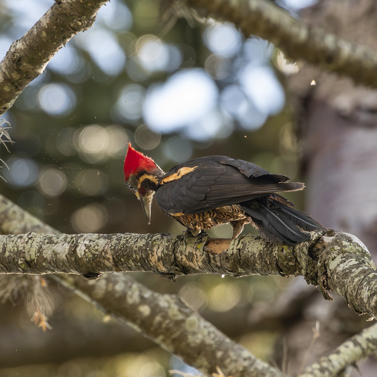 シマクマゲラ - ML645724990