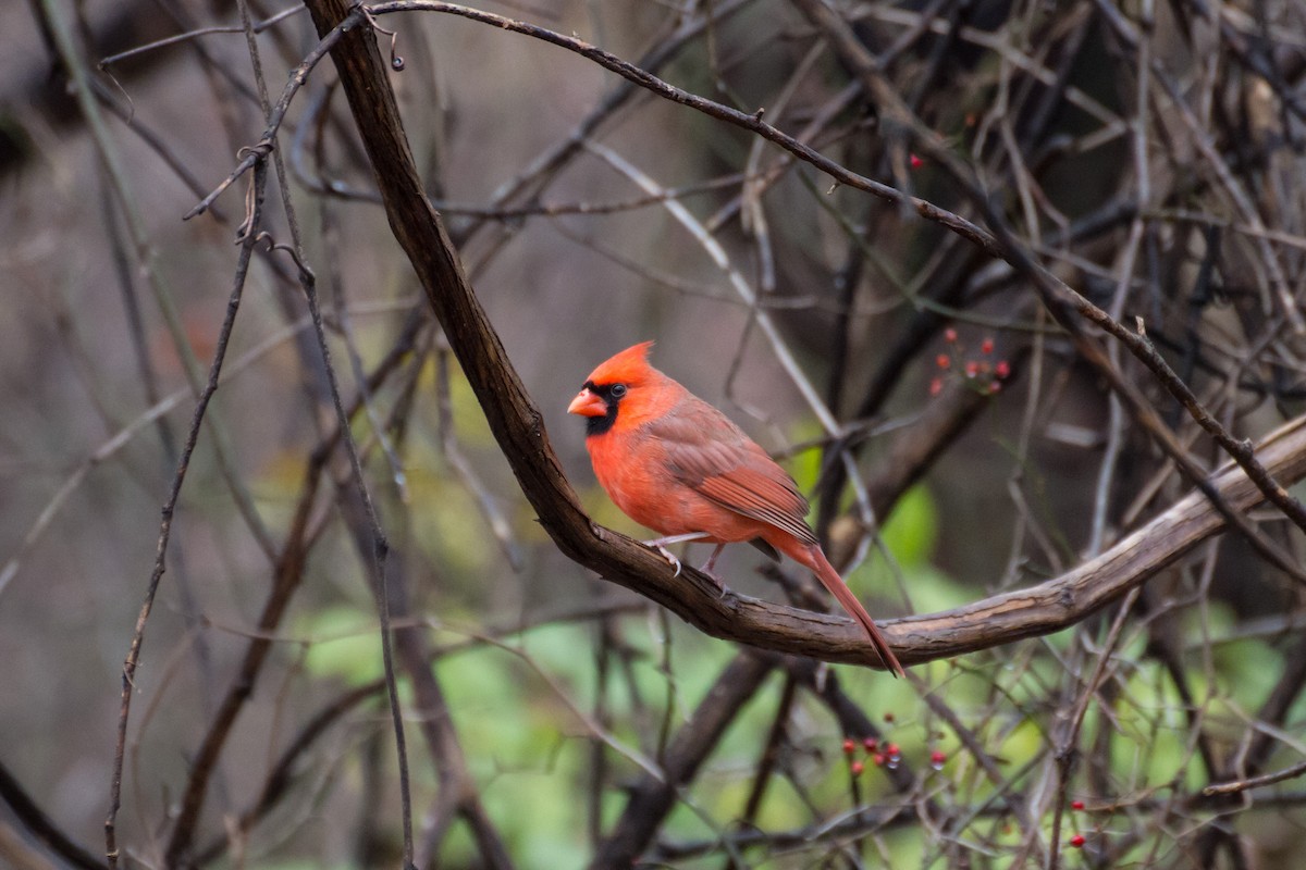 ショウジョウコウカンチョウ - ML645724991