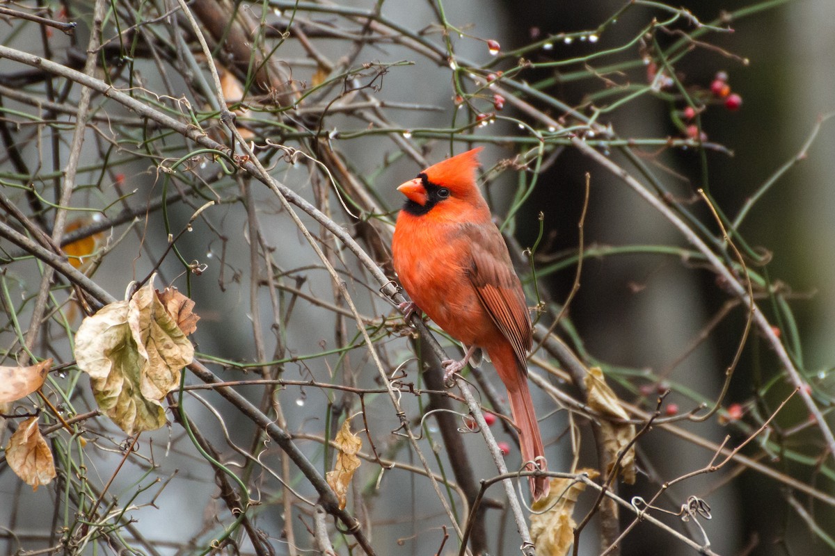 ショウジョウコウカンチョウ - ML645724992