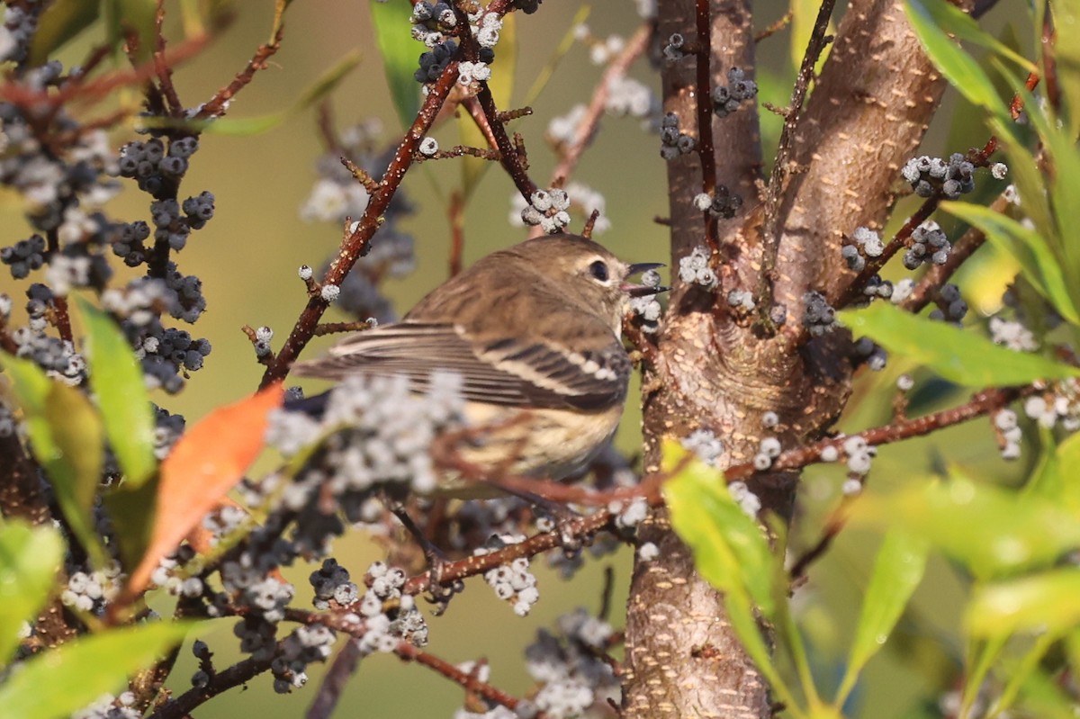 キヅタアメリカムシクイ（coronata） - ML645724997