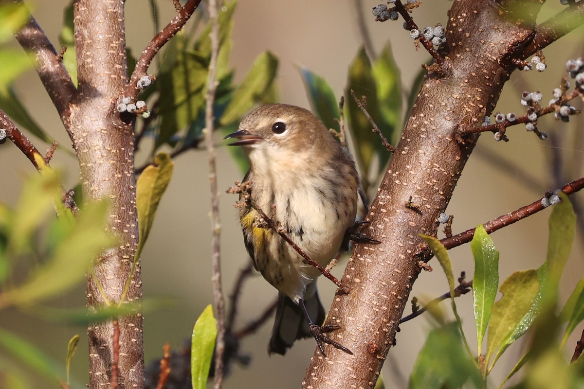 キヅタアメリカムシクイ（coronata） - ML645724998