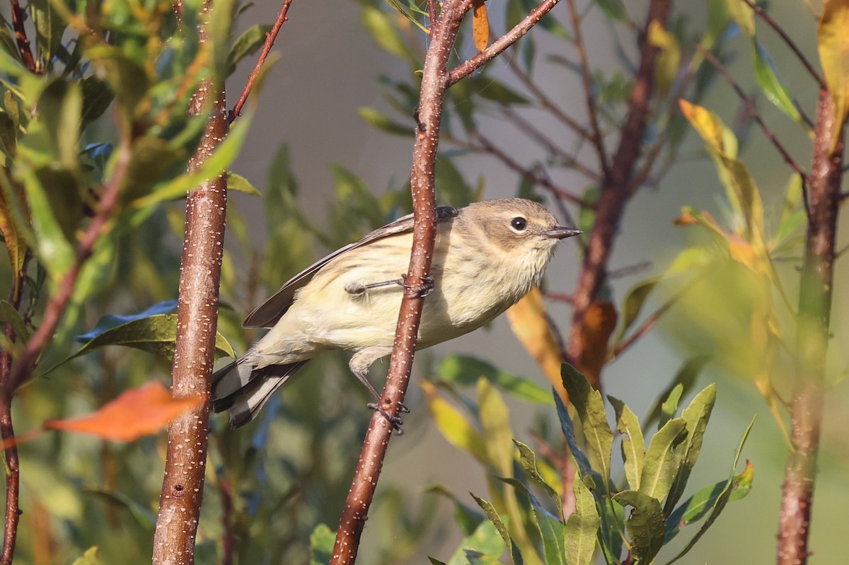 キヅタアメリカムシクイ（coronata） - ML645724999