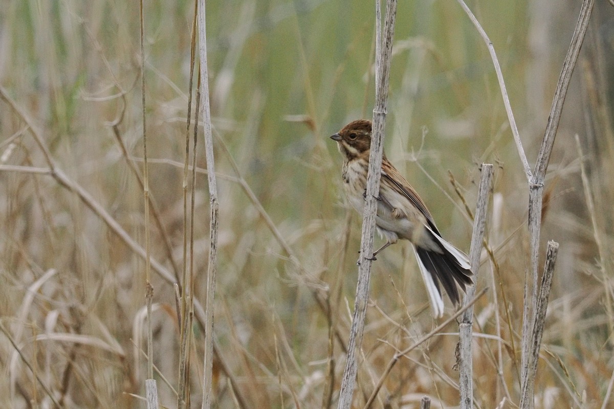 オオジュリン - ML645725000