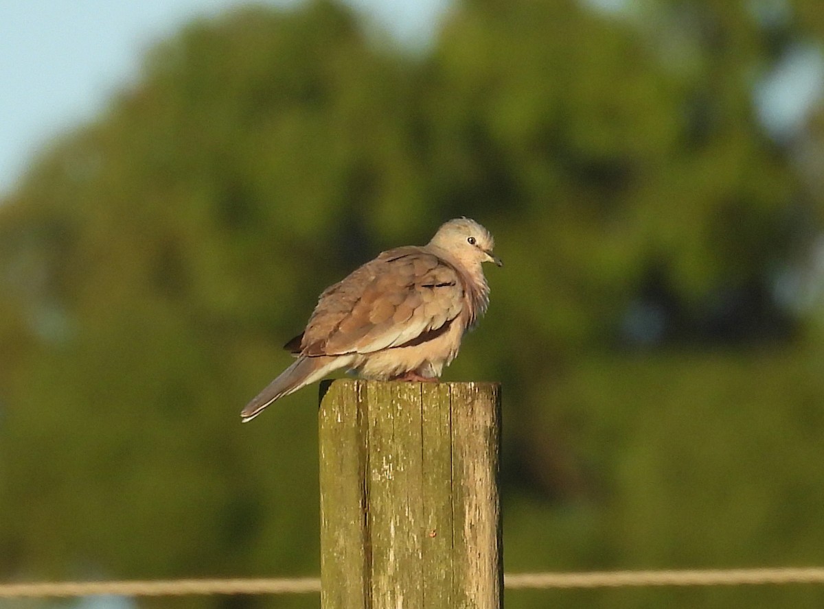 イチモンジバト - ML645725001