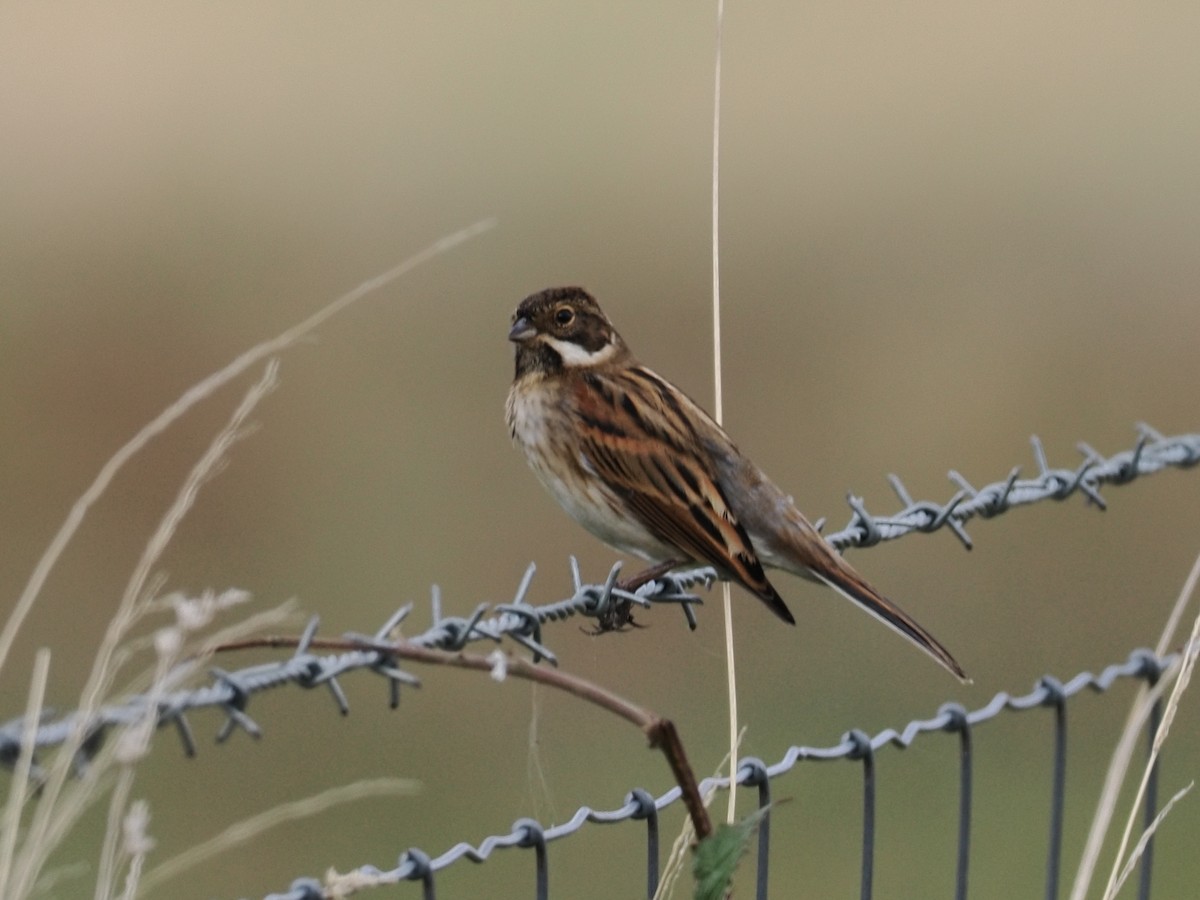 オオジュリン - ML645725002