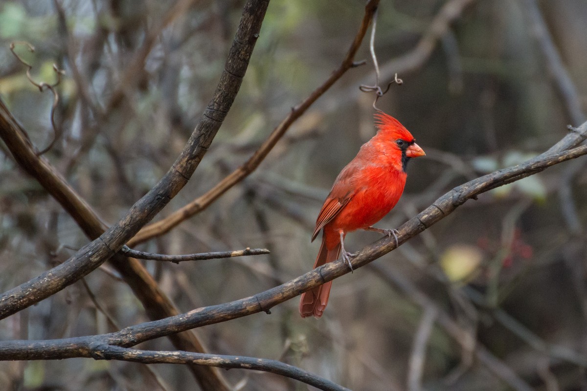 ショウジョウコウカンチョウ - ML645725005