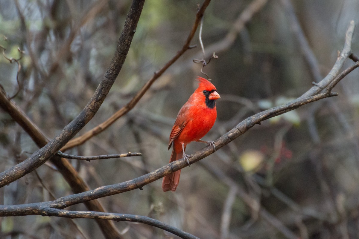 ショウジョウコウカンチョウ - ML645725006