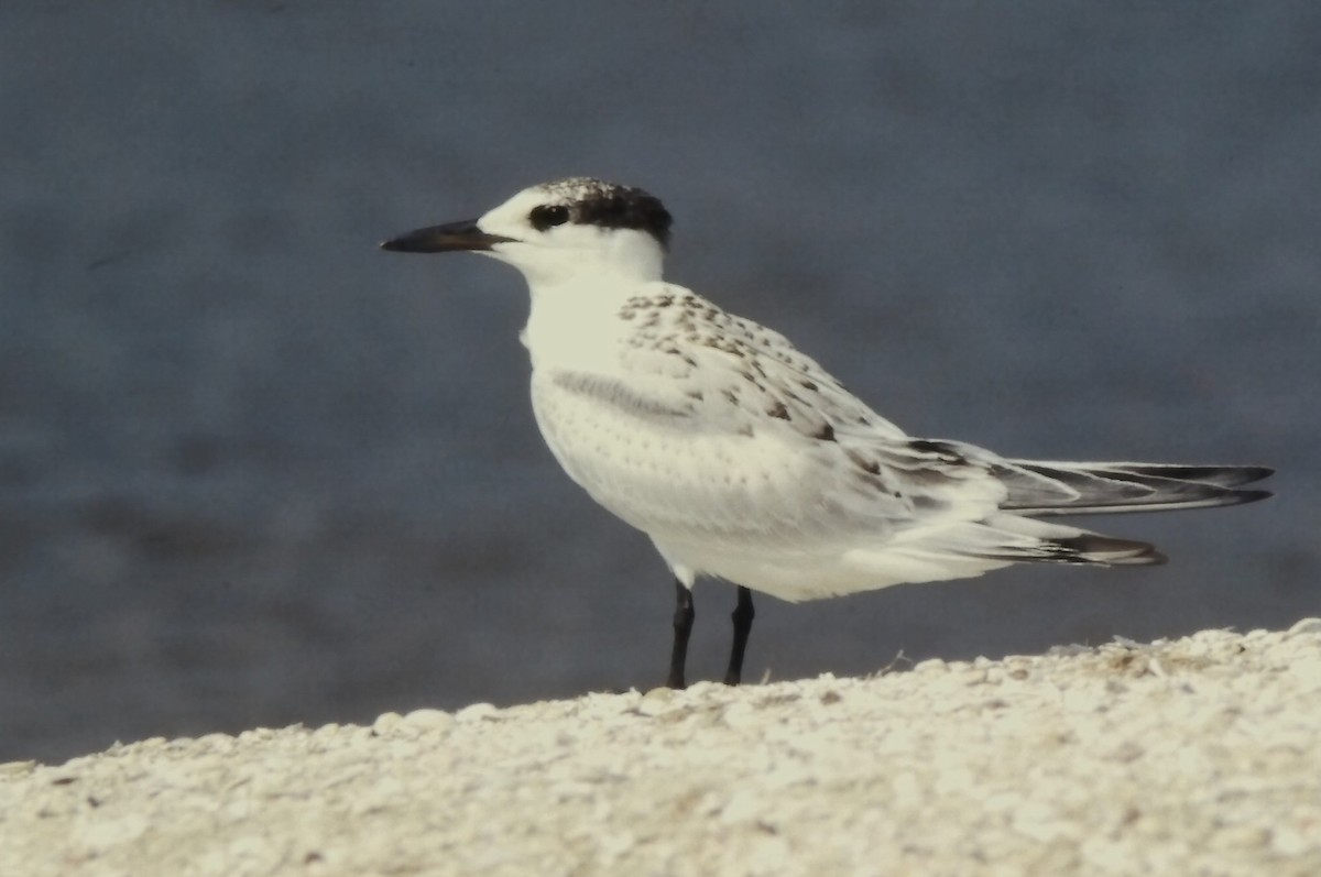 サンドイッチアジサシ - ML645725008